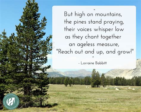 pine trees quotes|Pine Trees Quotes (5 quotes) .